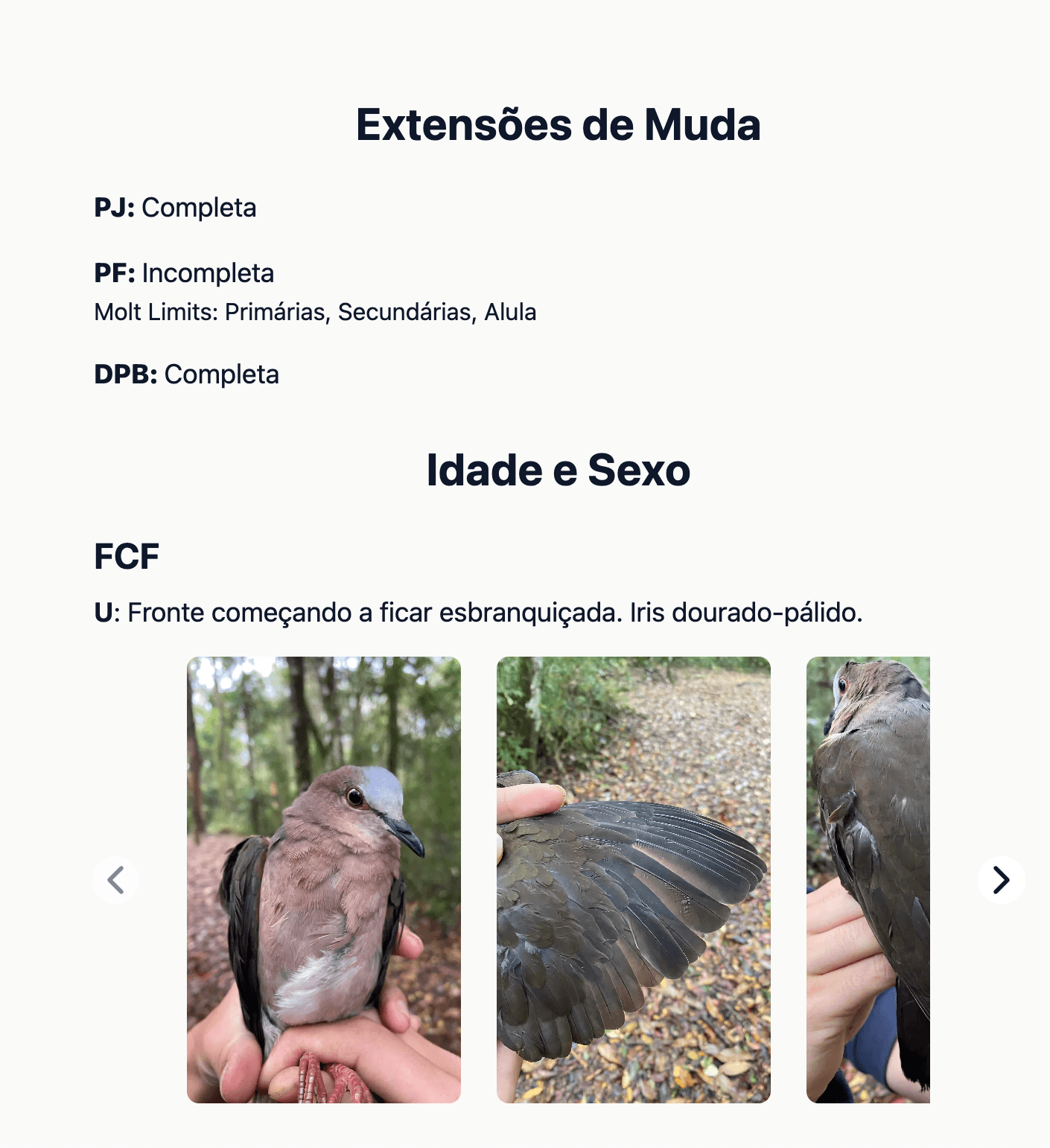/projects/ilicura3.png